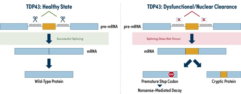  Diagram of TDP-43-dependent transcript splicing and subsequent protein translation in healthy cells vs in a dysfunctional state, where cryptic exons are produced.