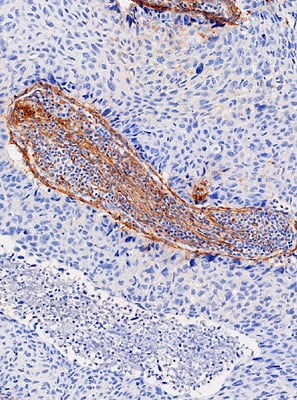 DAB_41483_72026 SignalStar Secondary Antibody Kit