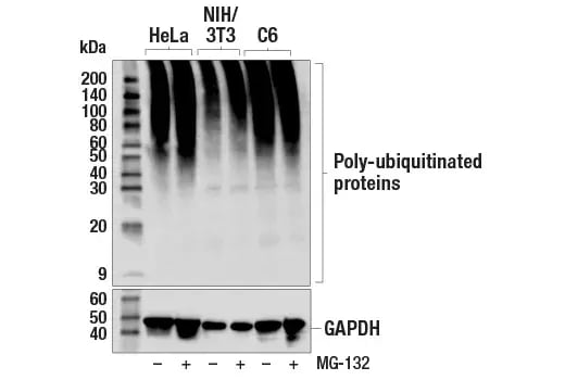 Western blot analysis of extracts from HeLa, NIH/3T3, and C6 cells, untreated (-) or treated with MG-132 (+), using Ubiquitin (E6K4Y) Rabbit Monoclonal Antibody #20326 (upper) or GAPDH (D16H11) Rabbit Monoclonal Antibody #5174.