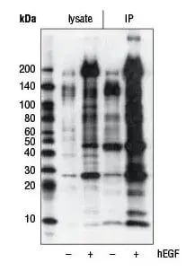  Immunoprecipitation of phospho-tyrosine proteins from A-431 cell extracts, untreated (-) or treated with Human Epidermal Growth Factor (hEGF) (lanes 3 and 4), using Phospho-Tyrosine (P-Tyr-1000) MultiMab® Rabbit Monoclonal Antibody mix #8954. 