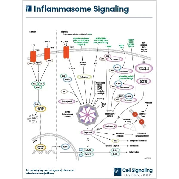 Inflammasome Signaling Pathway