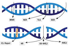 DNA Damage Pathway Thumbnail_Blog2