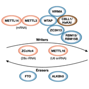 M6A RNA Regulatory Pathway Diagram Thumbnail_Blog