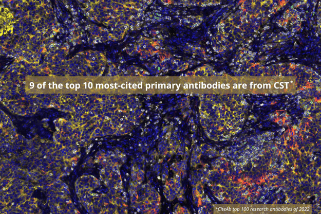 9 of the top 10 most-cited antibodies are CST antibodies