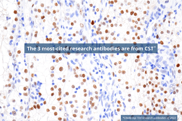 The 3 most-cited research antibodies are CST antibodies
