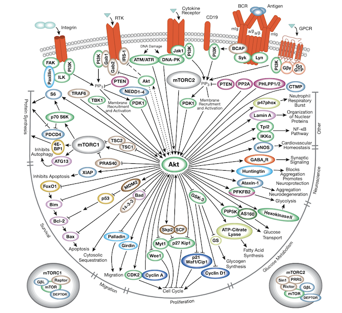 PI3K  Akt Signaling Pathway