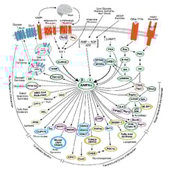CST AMPK Signaling Pathway Diagram