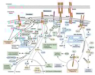 CST Adherens Junction Dynamics Pathway Thumbnail