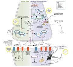 CST Alzheimers Disease Signaling Pathway Diagram_thumbnail