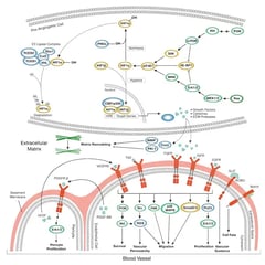 CST Angiogenesis Signaling Pathway Thumbnail Diagram