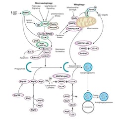 CST Autophagy Signaling Pathway Diagram_thumbnail