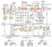 CST Contribution of Soluble Factors to EMT pathway diagram thumbnail
