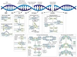 CST DNA Damage Response Signaling Pathway Diagram Thumbnail