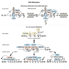 CST DNA Methylation Signaling Pathway Diagram