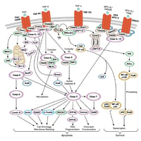 CST Death Receptor Signaling Pathway Diagram_thumbnail