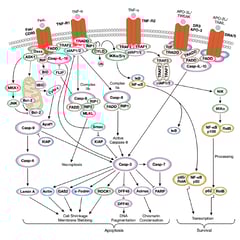CST Death Receptor Signaling Pathway Diagram_thumbnail