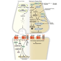 CST Dopamine Signaling in Parkinsons Disease Pathway Diagram_thumbnail