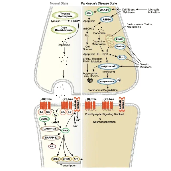 CST Dopamine Signaling in Parkinsons Disease Pathway Diagram_thumbnail