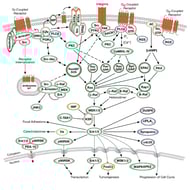 CST G-Protein-Coupled Receptors Signaling to MAPK Erk