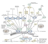 G1/S Checkpoint Pathway Thumbnail