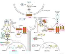 CST Hedgehog Signaling Pathway Diagram Thumbnail
