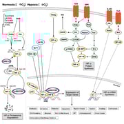 CST Hypoxia Signaling Pathway Diagram_thumbnail