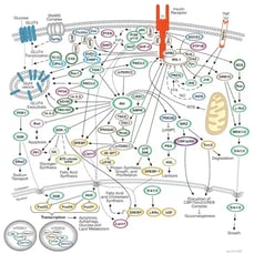 CST Insulin Receptor Signaling Pathway Diagram
