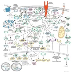 CST Insulin Receptor Signaling Pathway Diagram