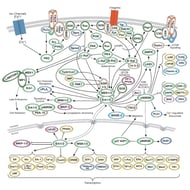 CST MAPK Erk in Growth and Differentiation Pathway thumbnail