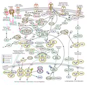 CST NF-KB Signaling pathway diagram thumbnail