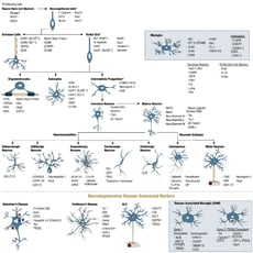 CST Neuronal and Glial Cell Marker Atlas