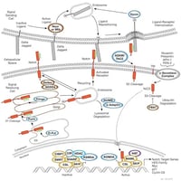 CST Notch Signaling Pathway Diagram Thumbnail