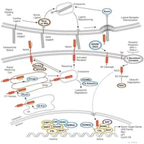 CST Notch Signaling Pathway Diagram Thumbnail