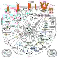 PI3K/Akt Signaling Pathway Diagram Thumbnail