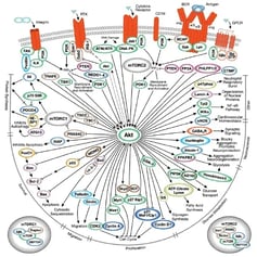 CST PI3K_Akt Signaling Pathway Diagram Thumbnail