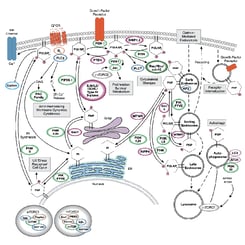 CST Phosphoinositide (Lipid) Signaling Pathway Diagram