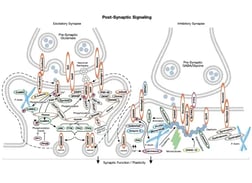 CST Post Synaptic Signaling Pathway Diagram