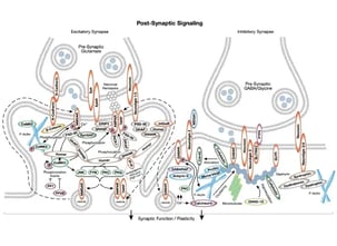 CST Post Synaptic Signaling Pathway Diagram
