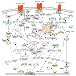 CST Regulation of Apoptosis Signaling Pathway Diagram