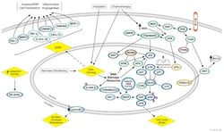 CST Senescence Signaling Pathway Diagram Thumbnail