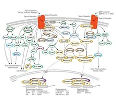 CST TGF-β_Smad Signaling Pathway Diagram Thumbnail