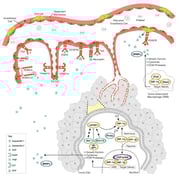 CST Tumor Angiogenesis Signaling Pathway Diagram Thumbnail