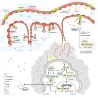 CST Tumor Angiogenesis Signaling Pathway Diagram Thumbnail
