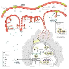 CST Tumor Angiogenesis Signaling Pathway Diagram Thumbnail