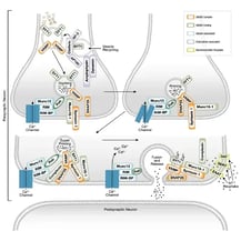 CST Vesicle Trafficking Presynaptic Signaling Pathway Diagram