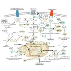 CST Warburg Effect in Cancer Pathway Diagram
