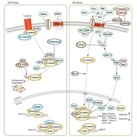 Wnt/β‑Catenin Signaling Pathway Diagram Thumbnail