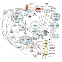 mTOR Signaling Pathway Diagram Thumbnail