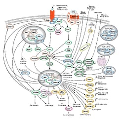 CST mTOR Signaling Pathway Diagram