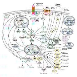 CST mTOR Signaling Pathway Diagram_thumbnail